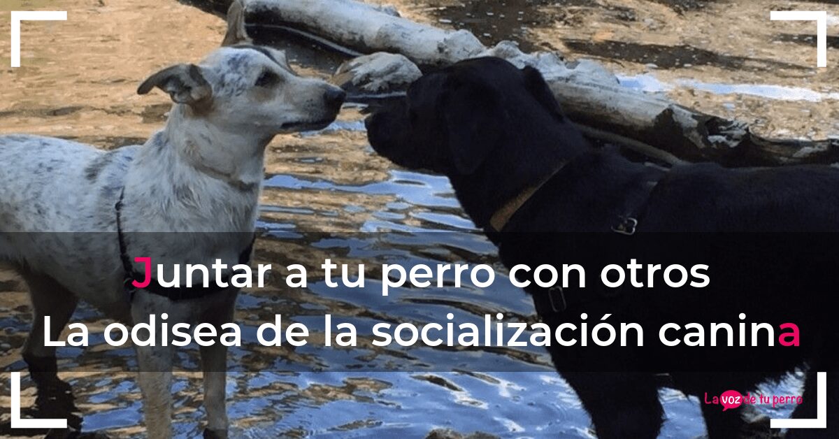 Por Qu Los Perros Ladran Sin Motivo Aparente