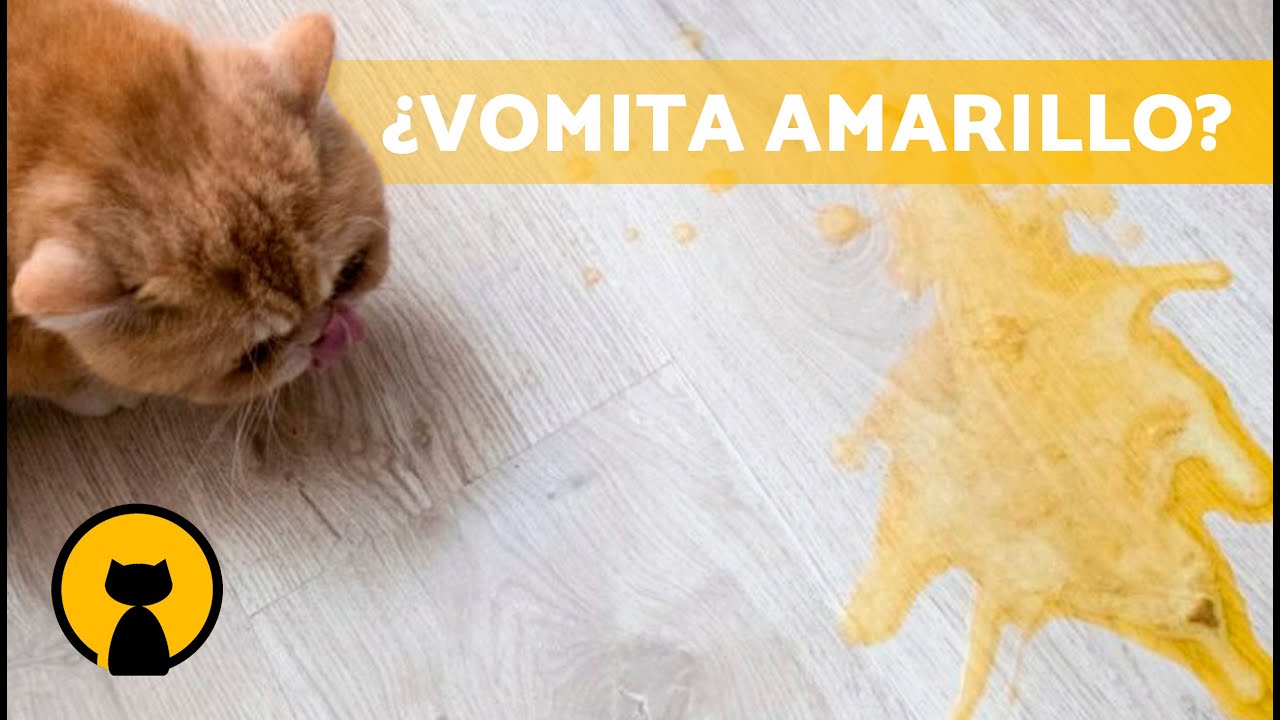 Por qué mi gata vomita líquido amarillo Causas y soluciones