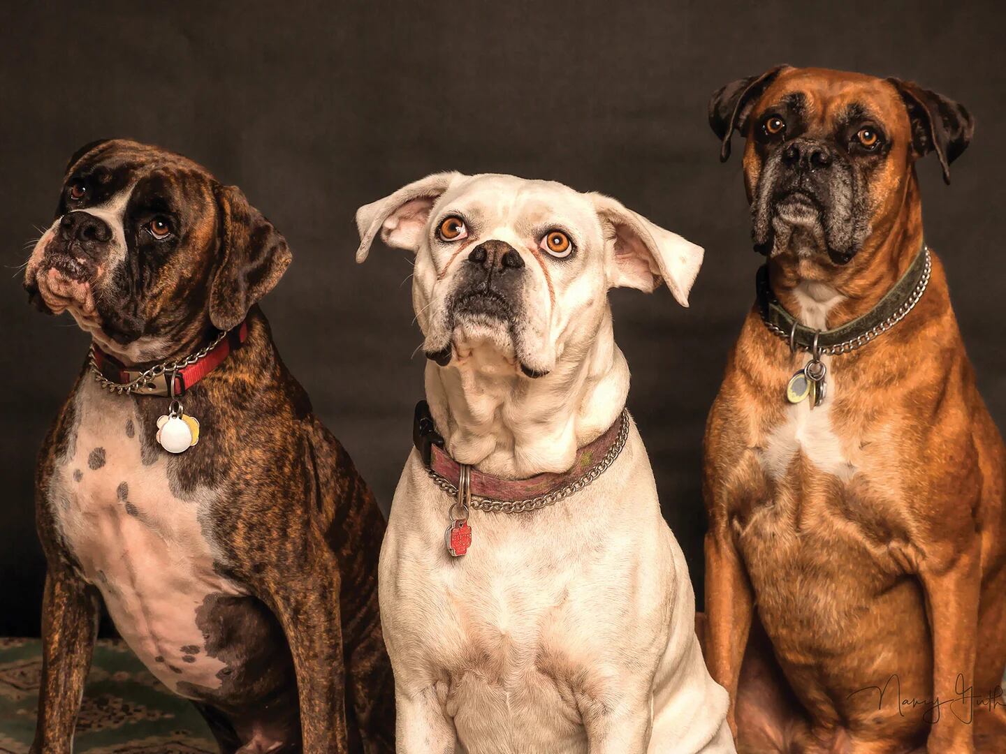 10 increibles razas de perros pedigree que debes conocer ahora mismo