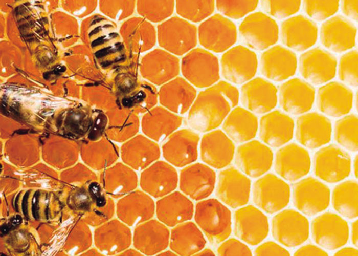 Descubre Cómo Las Abejas Construyen Su Panal Una Guía Paso A Paso Ar 9309