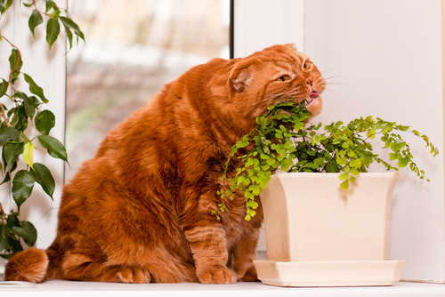 como evitar que los gatos estropean las plantas