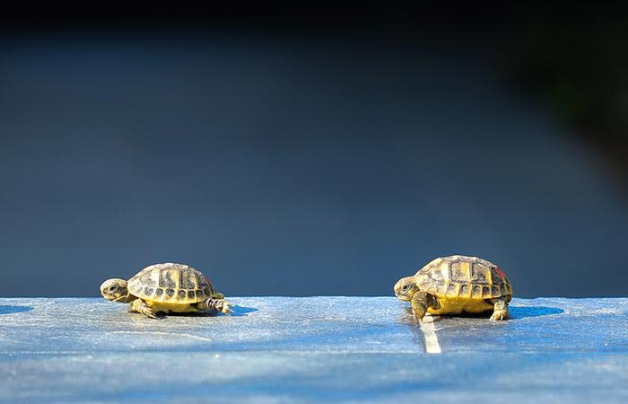 consejos para determinar el sexo de una tortuga descubre si tu tortuga es hembra o macho