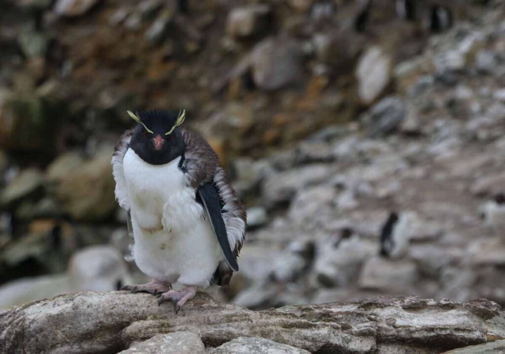 el pinguino tiene plumas o pelos