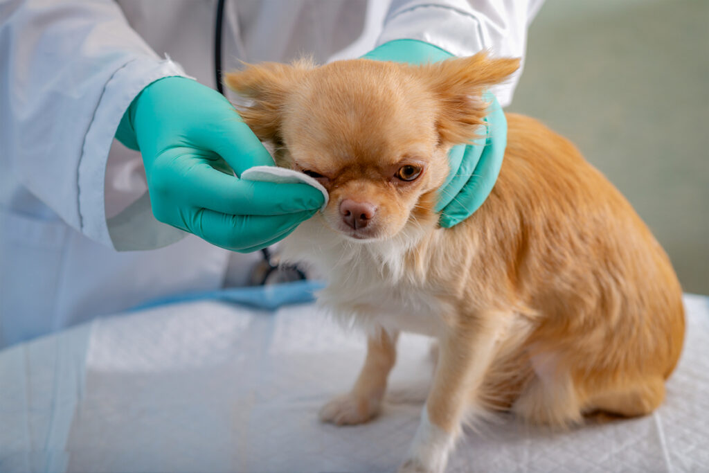 prolapso de la glandula del tercer parpado en perros causas