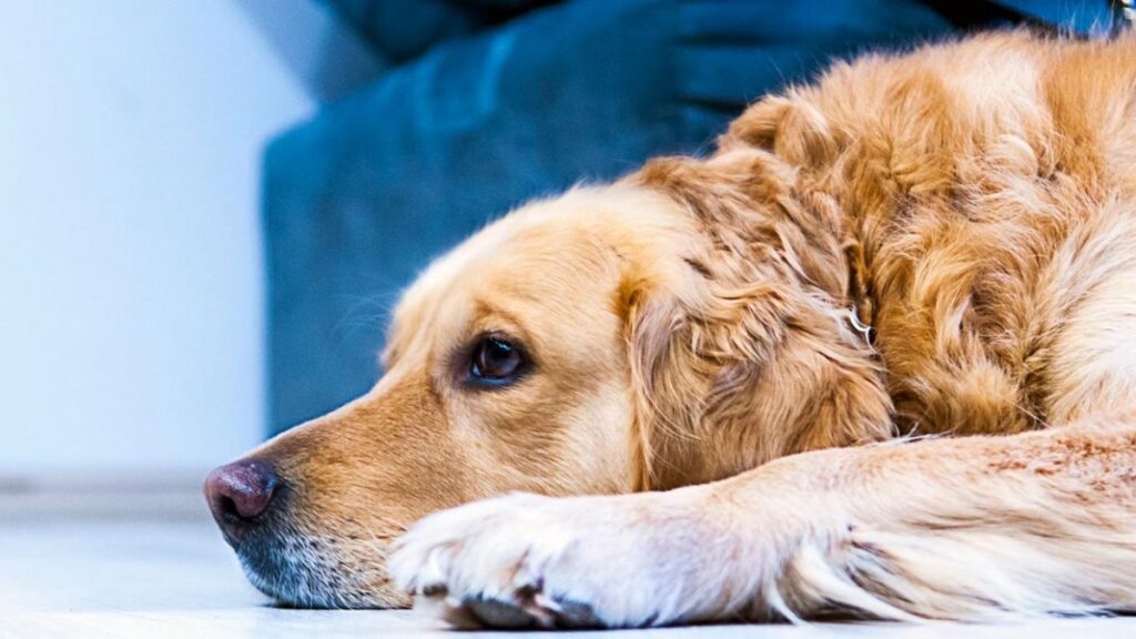 sarcoma en perros pronostico de vida