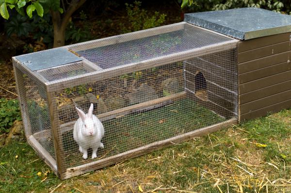 como tiene que ser la jaula de un conejo