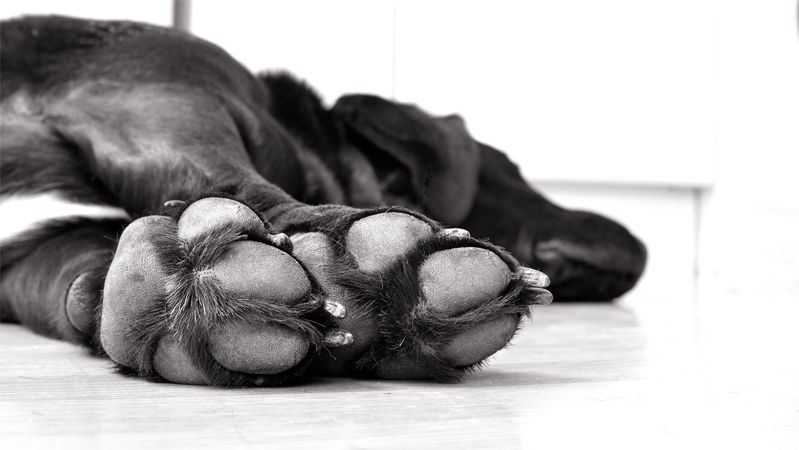 almohadillas de perros cuidado y proteccion para sus patas