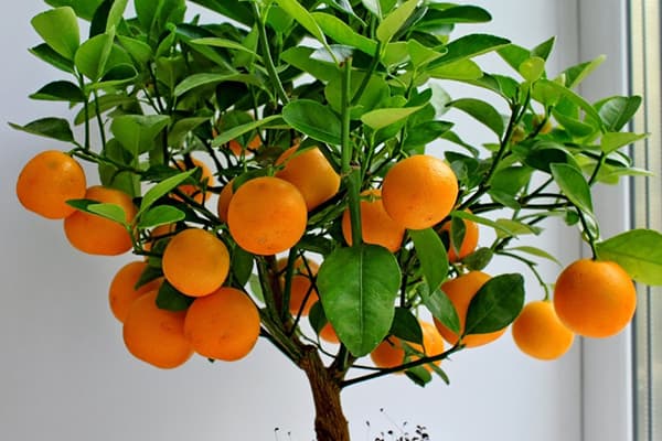 arbol de mandarinas cultivo y cuidados