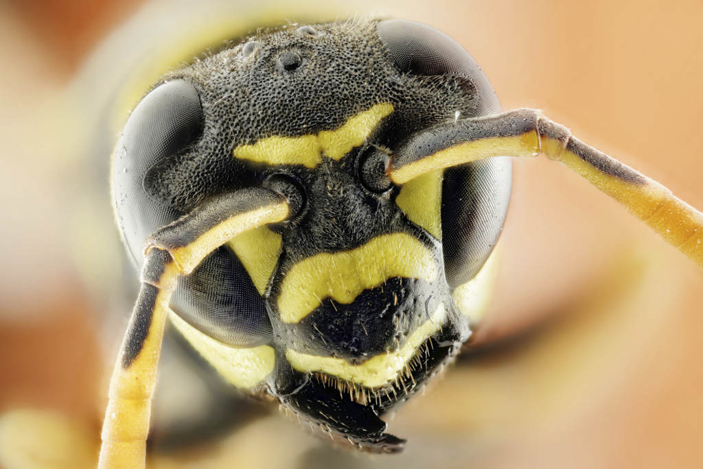 avispas y abejas diferencias y curiosidades