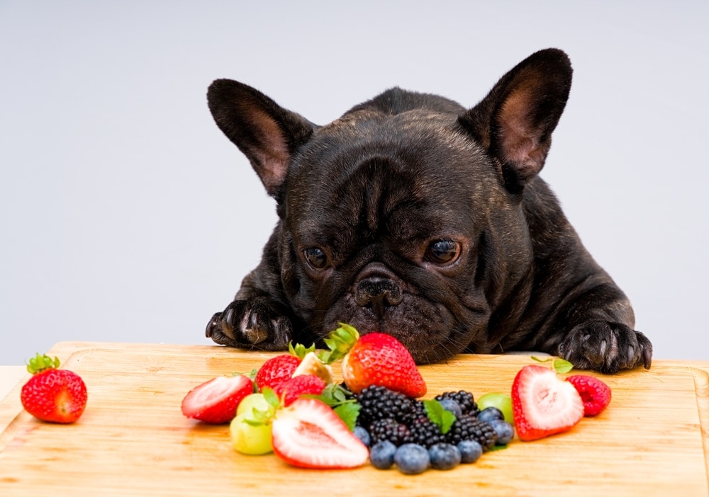 beneficios de la sandia para perros una fruta refrescante y saludable para tus mascotas