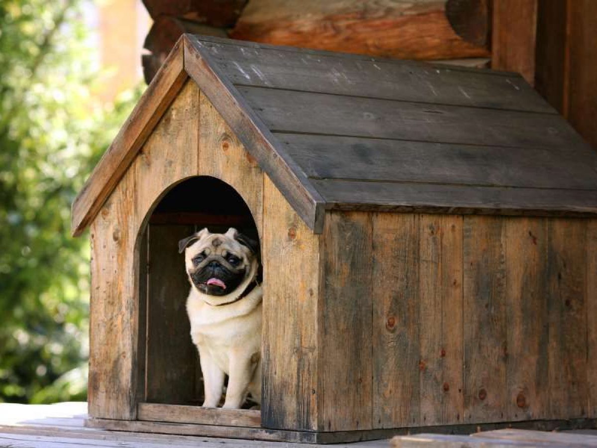 casas grandes para perros