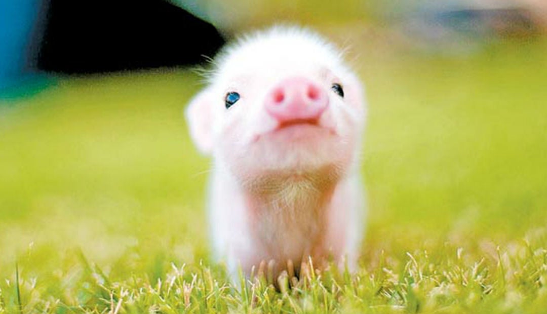 cerdo de mascotas la nueva tendencia en animales domesticos
