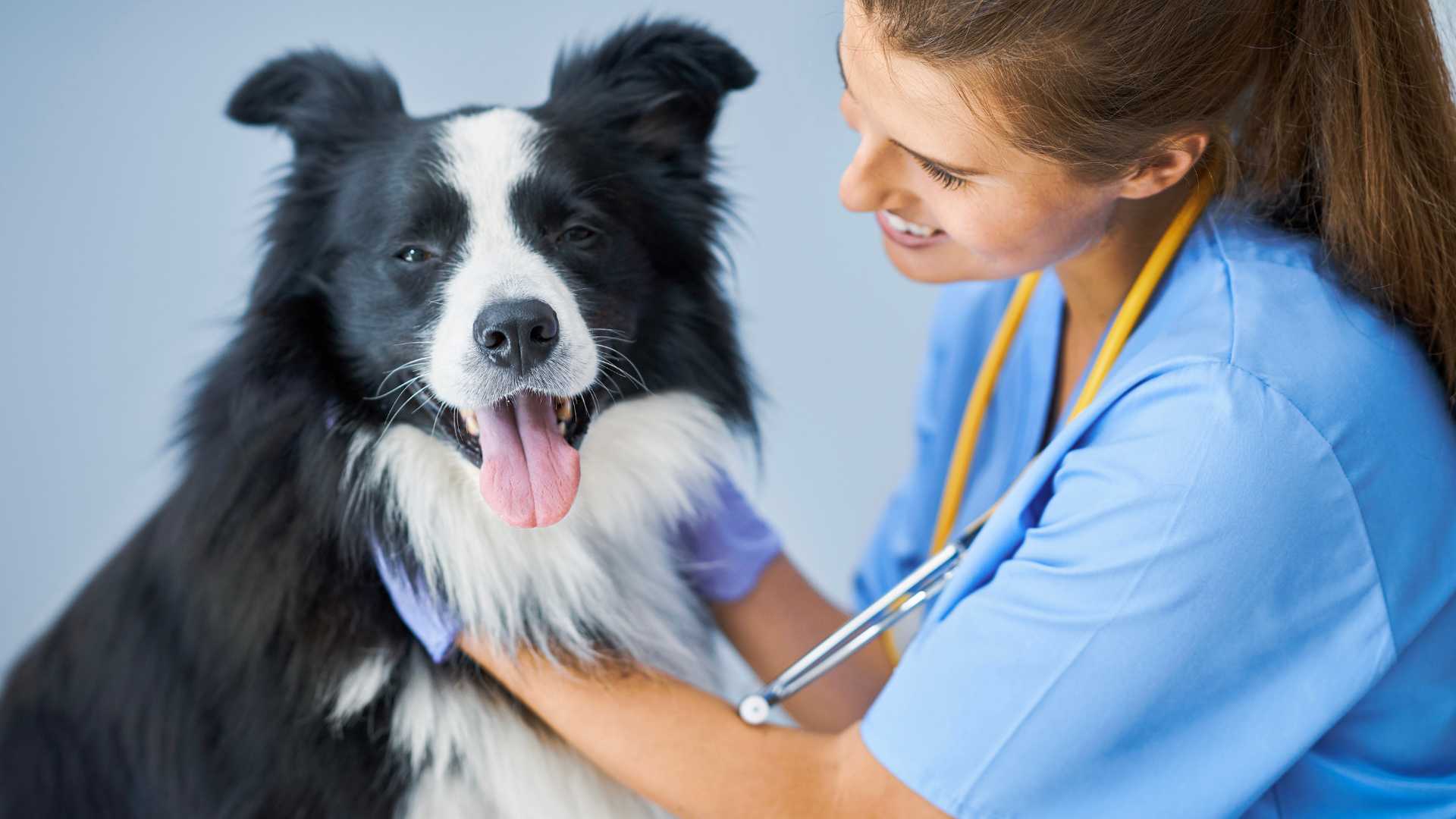 cistitis en perros causas sintomas y tratamientos efectivos