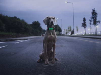 collar luminoso para perros visibilidad y seguridad en tus paseos