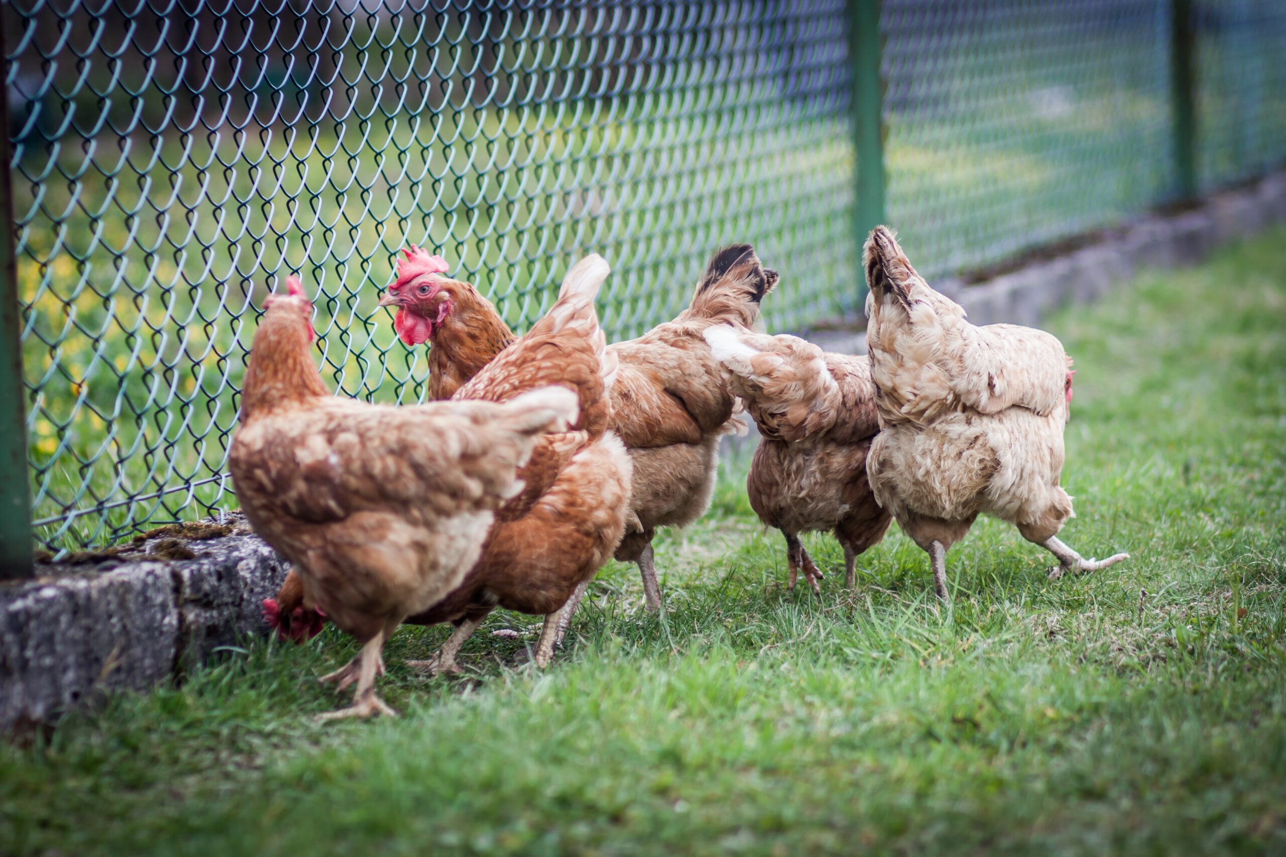 comederos para gallinas protege tus aves con antipajaros