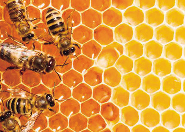 como hacer un panal de abejas guia paso a paso