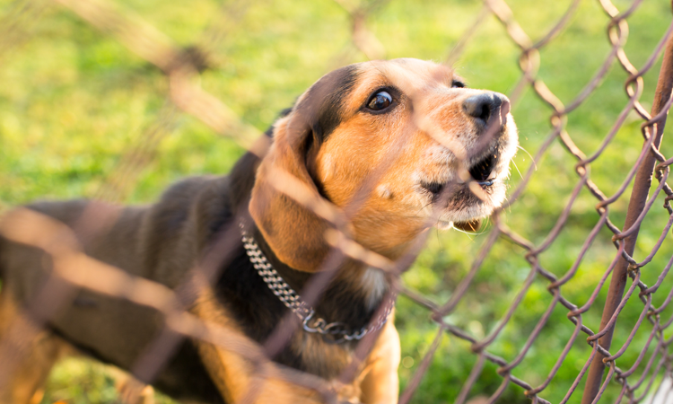 como prevenir y manejar la agresion entre perros en casa consejos de un veterinario