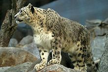 conoce la masa corporal del leopardo datos y curiosidades