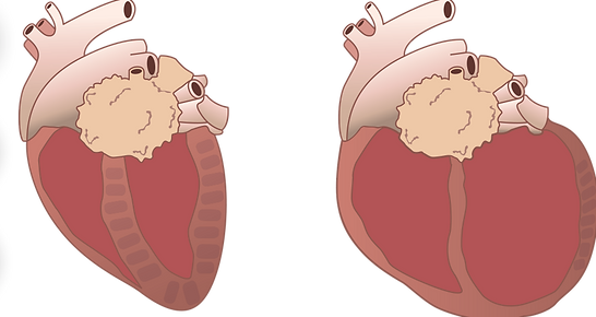 corazon grande y edema pulmonar en perros causas y tratamiento