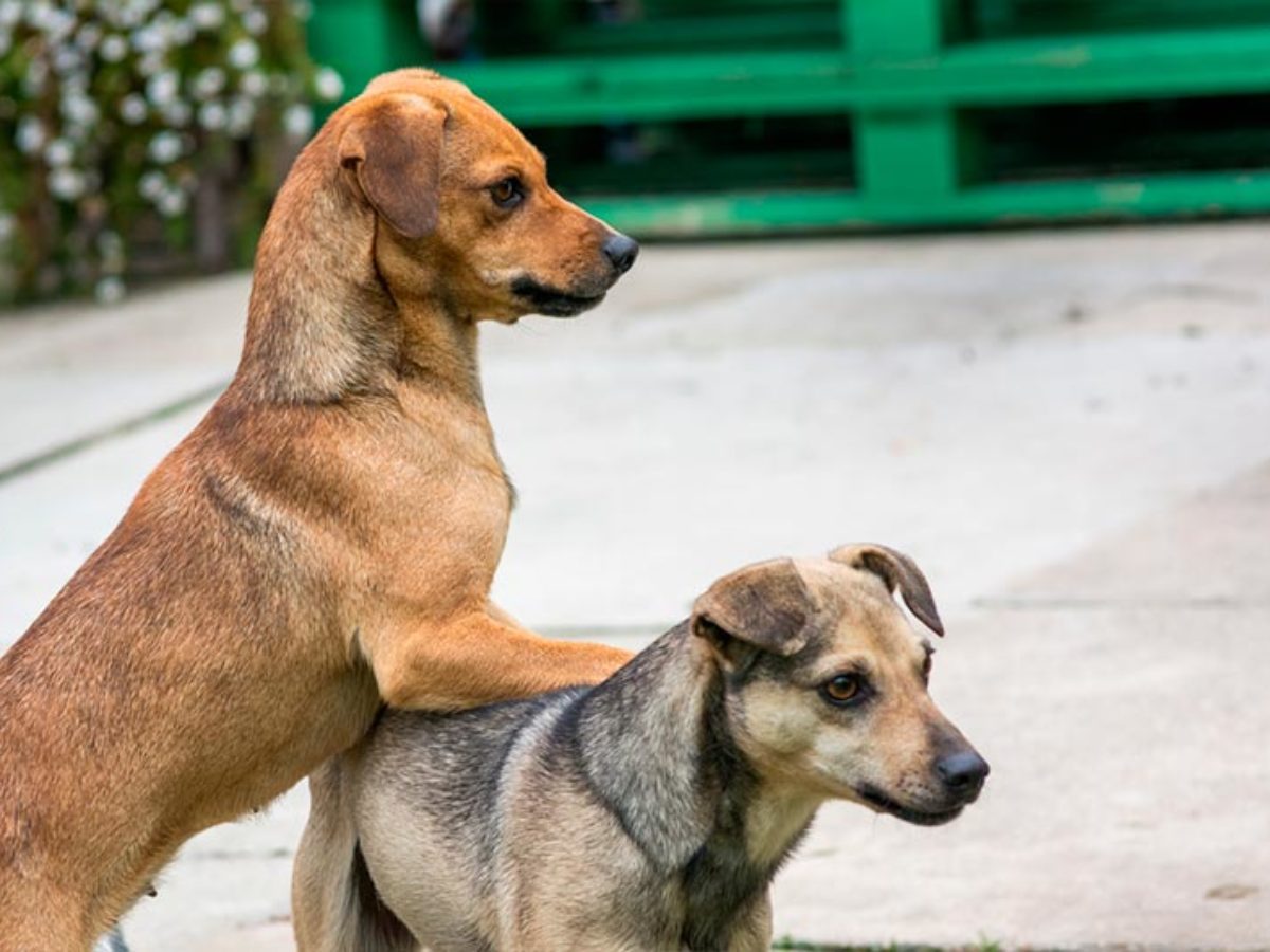 costo de castracion de perros cuanto cuesta castrar un perro