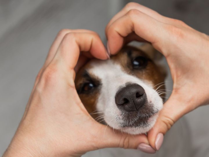 cuanto tarda en descomponerse un perro enterrado