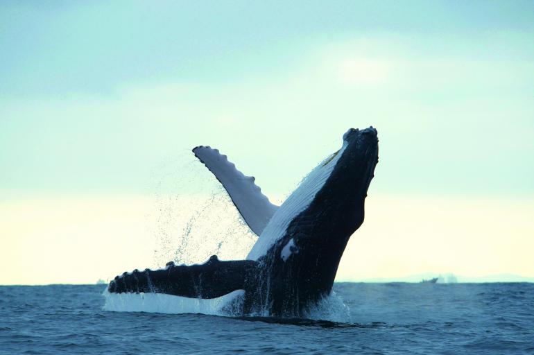 descubre como nacen las ballenas todo lo que necesitas saber