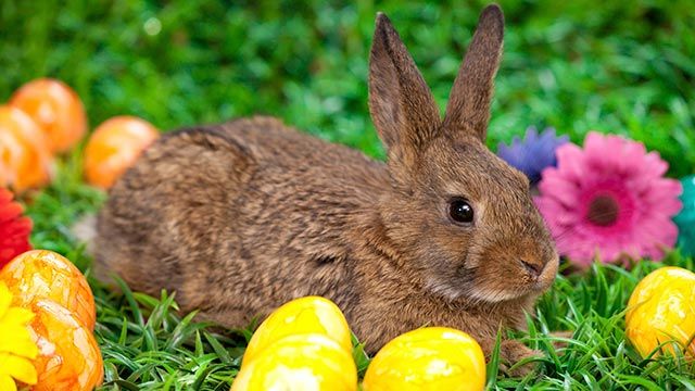 descubre los colores de conejos mas sorprendentes