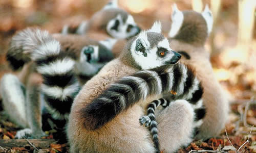 descubre los tipos de lemur una guia completa