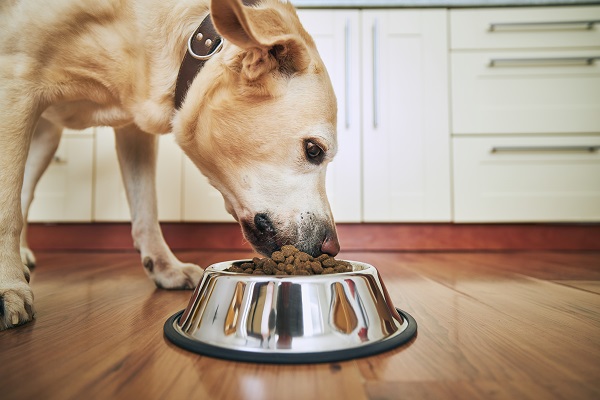 dieta hepatica para perros cuida su salud con la alimentacion adecuada