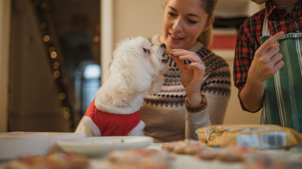 dieta renal para perros cuida la salud de tu mascota