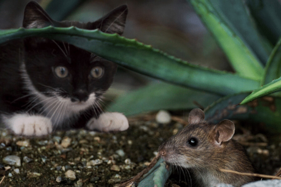 el gato carnivoro herbivoro u omnivoro descubre su alimentacion