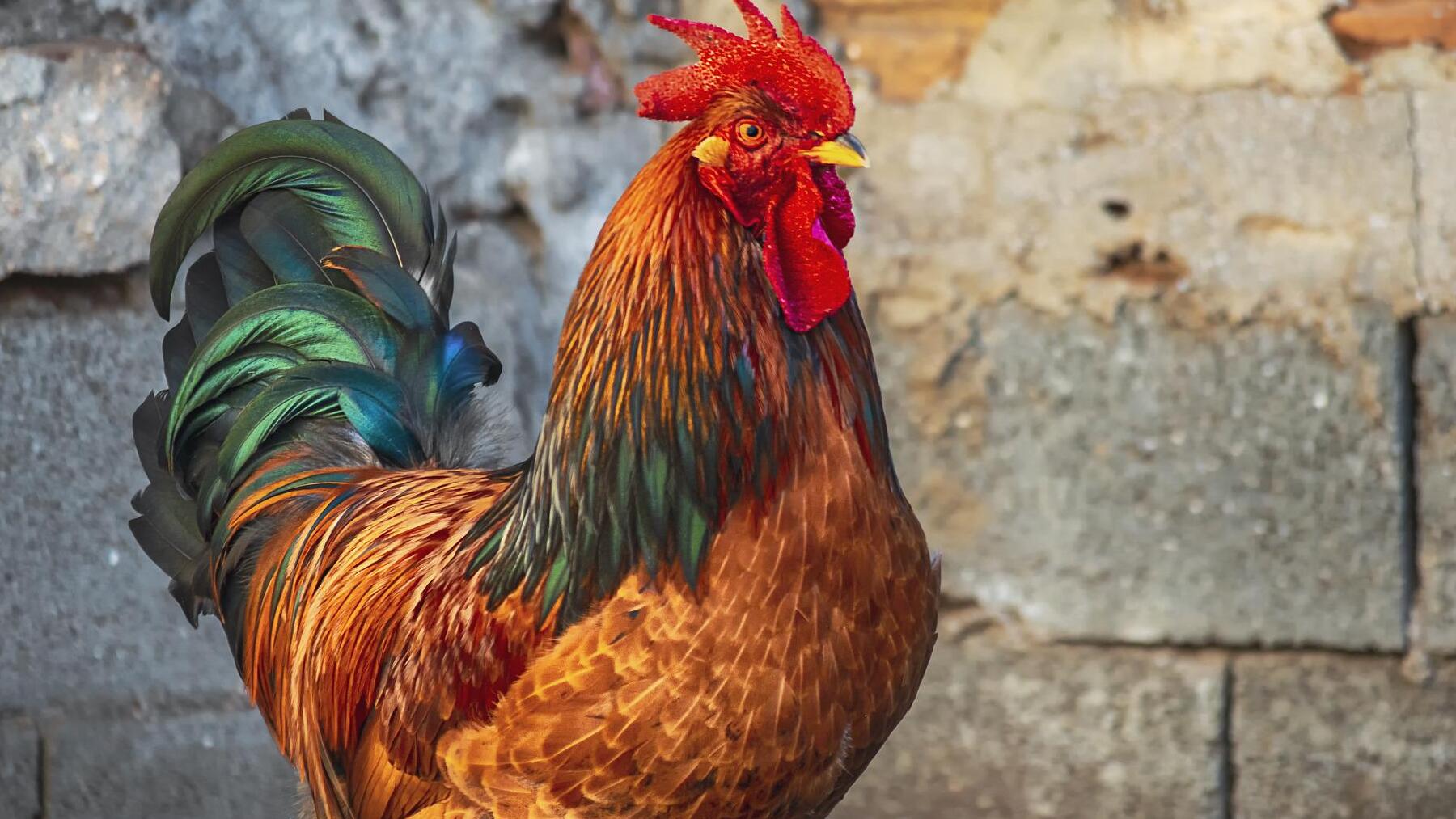 el increible proceso de reproduccion del gallo y la gallina todo lo que debes saber
