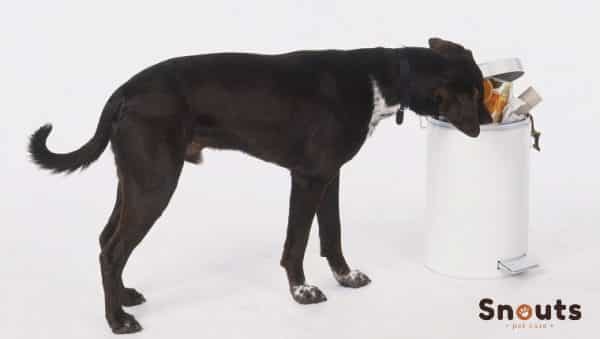 enteritis en perros causas sintomas y tratamiento