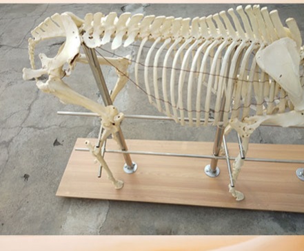 esqueleto del caballo