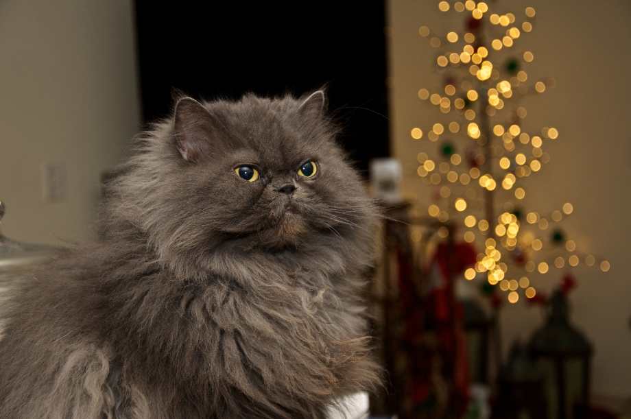 gato persa gris de ojos azules belleza felina en tu hogar
