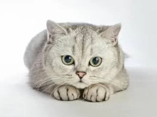 gatos de raza british descubre todo sobre esta adorable y elegante especie