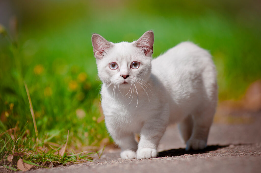 gatos de raza peludos descubre las razas mas adorables