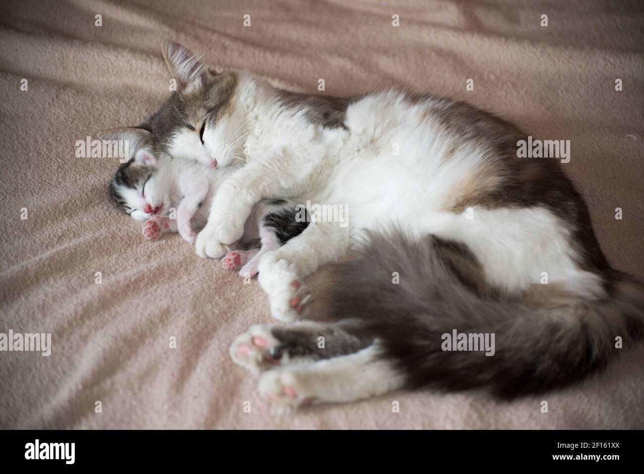 gatos durmiendo juntos la tierna imagen que enamora