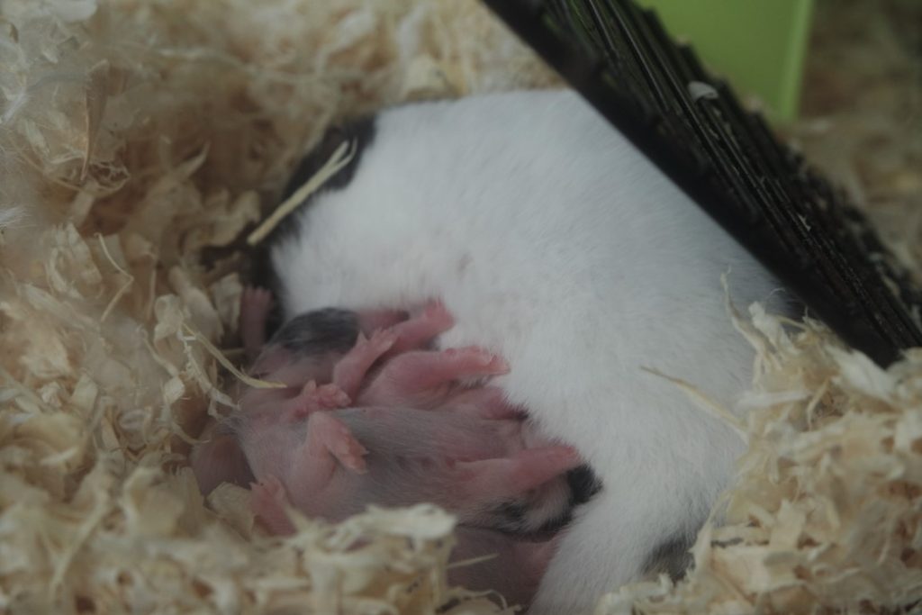 hamster recien nacidos