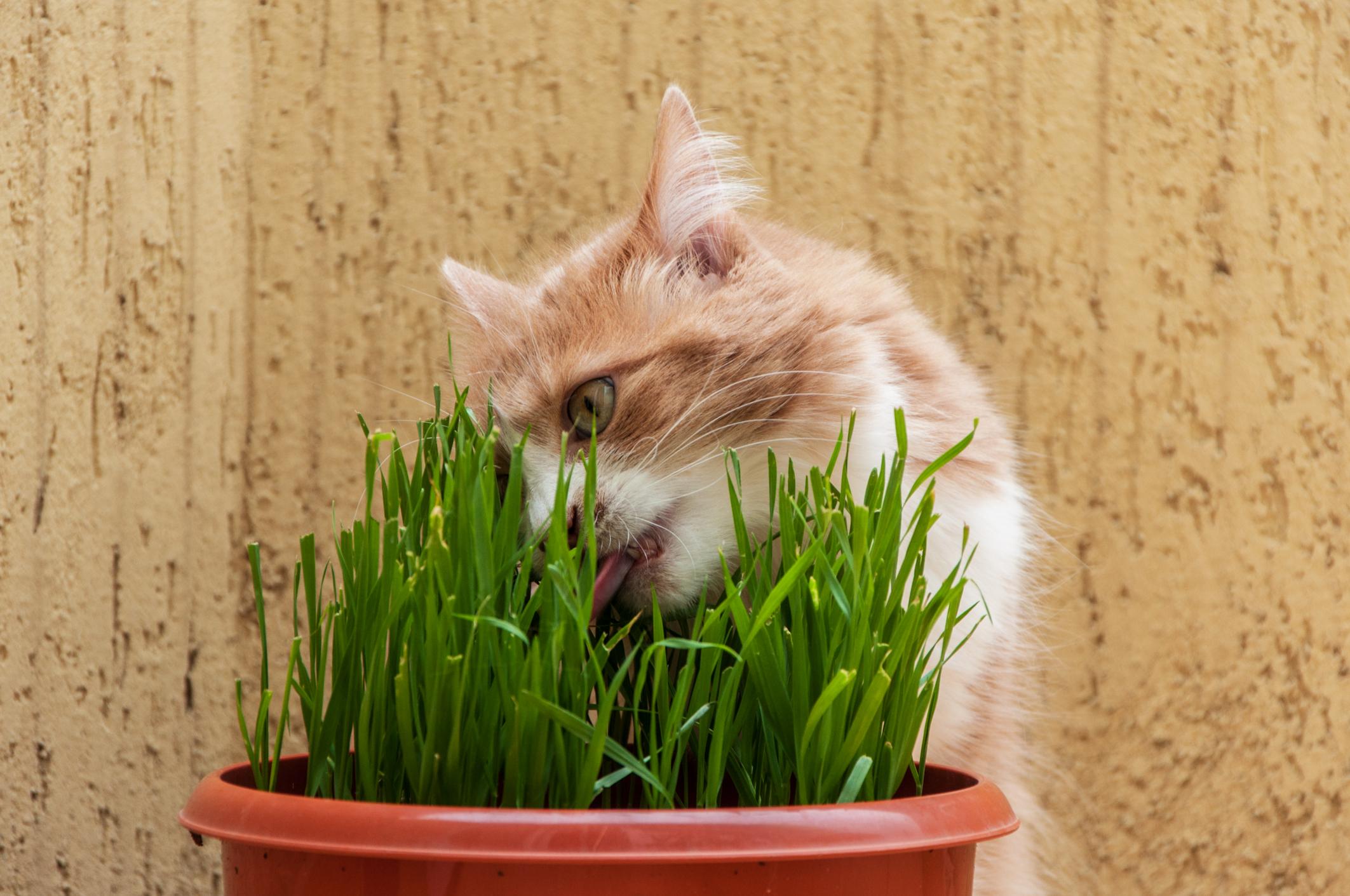 hierba para gato