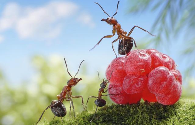 hormigas voladoras o termitas todo lo que debes saber sobre estos insectos