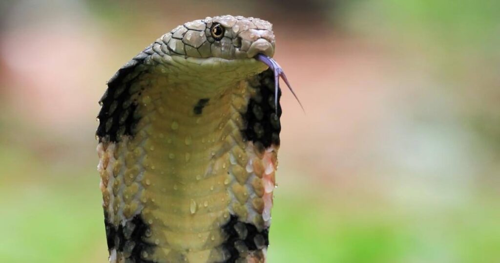la fascinante clasificacion inferior de las serpientes todo lo que debes saber