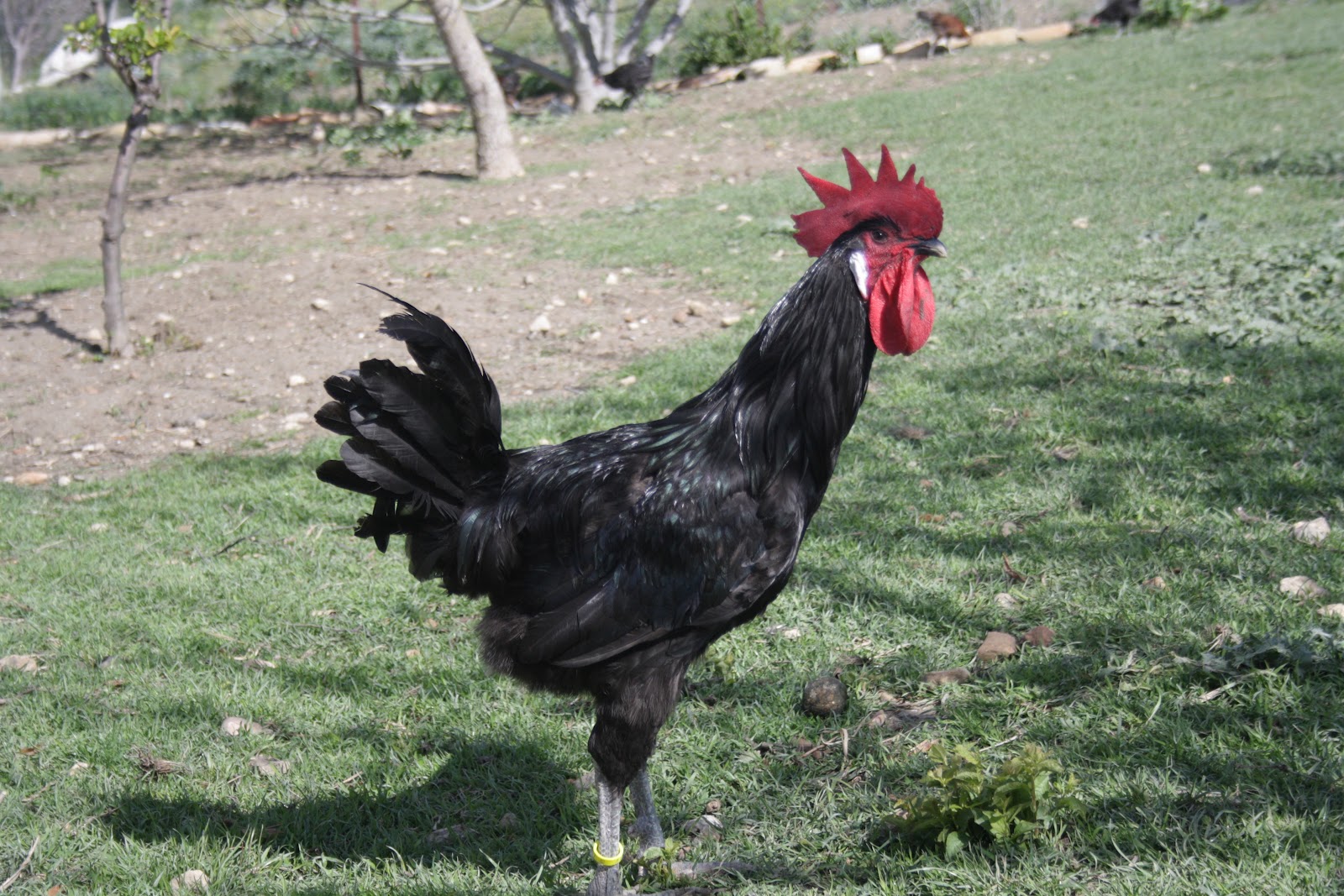 la gallina andaluza morucha caracteristicas y cuidados