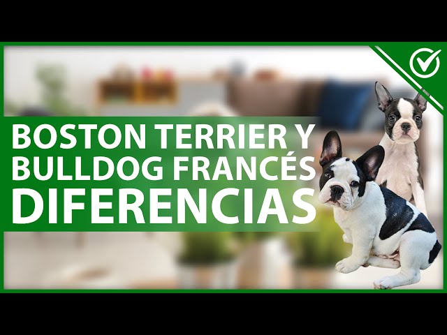las diferencias entre el boston terrier y el bulldog frances que debes conocer