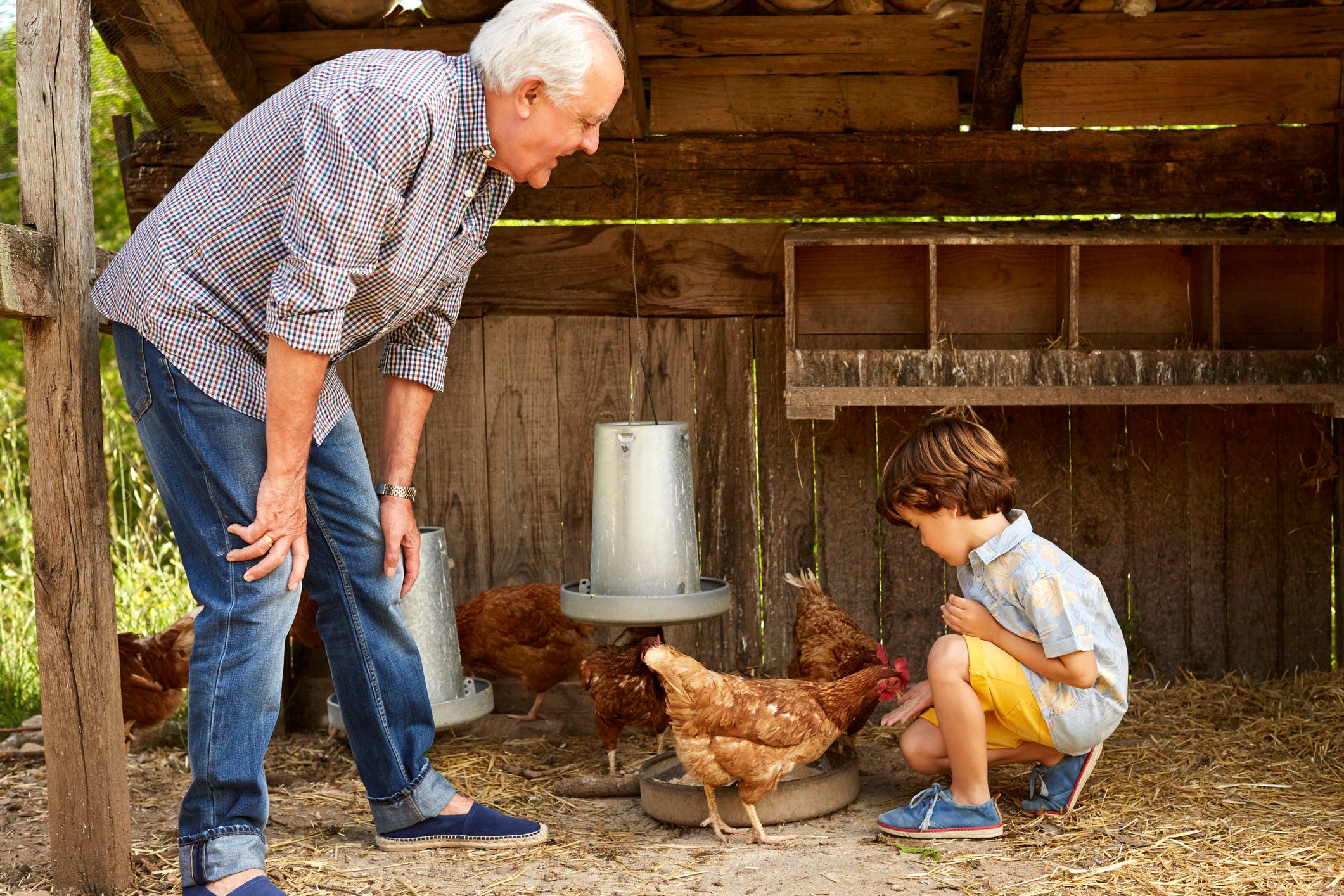 las mejores razas de gallinas ponedora descubre cuales son las mas productivas