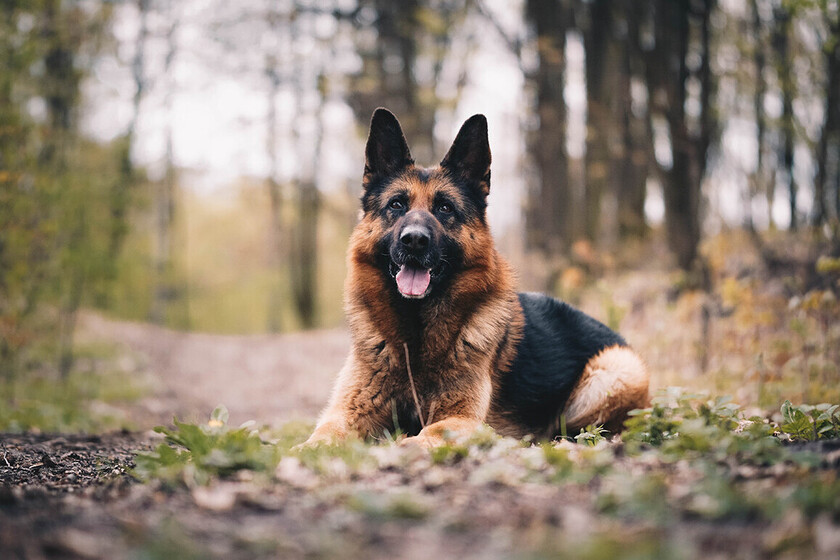 las mejores razas de perros de guardia para proteger tu hogar