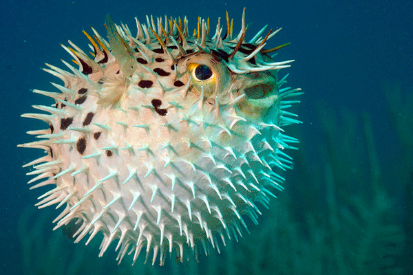 los 10 peces mas peligrosos del mundo