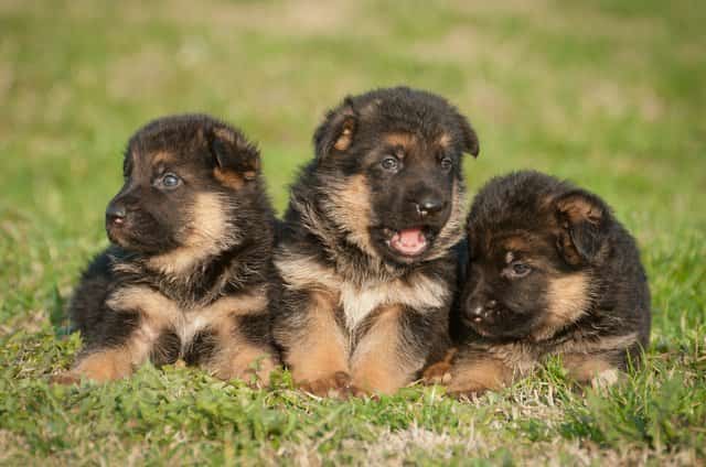 los mejores nombres para perros hembra pastor aleman