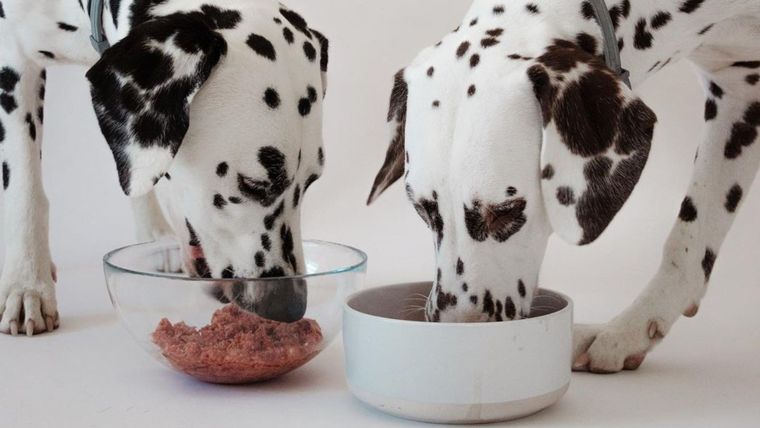 mejora la salud de tu mascota con nuestra marca de comida para perros