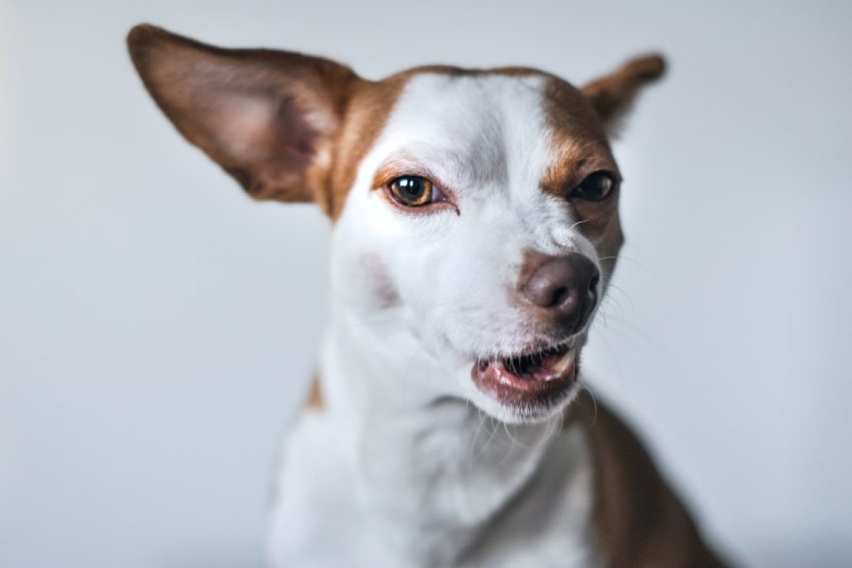 nariz rosa en cachorros causas y soluciones
